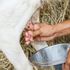 Goat milking on a homestead