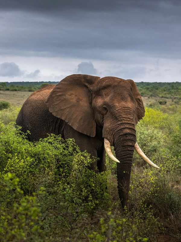 Large bull elephant in tall grasses in an african plains setting