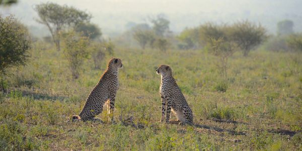 Two cheetahs looking at each other in a grassy plain