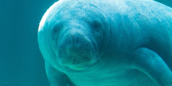 manatee under water