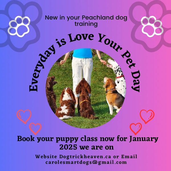 it's all about understanding each other dogs need education like a child needs to go to school.