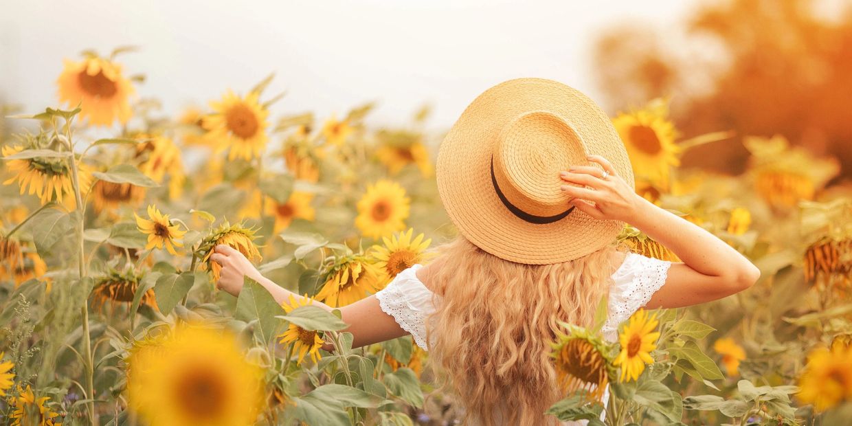 Sunflower maze | Watson Farms PYO