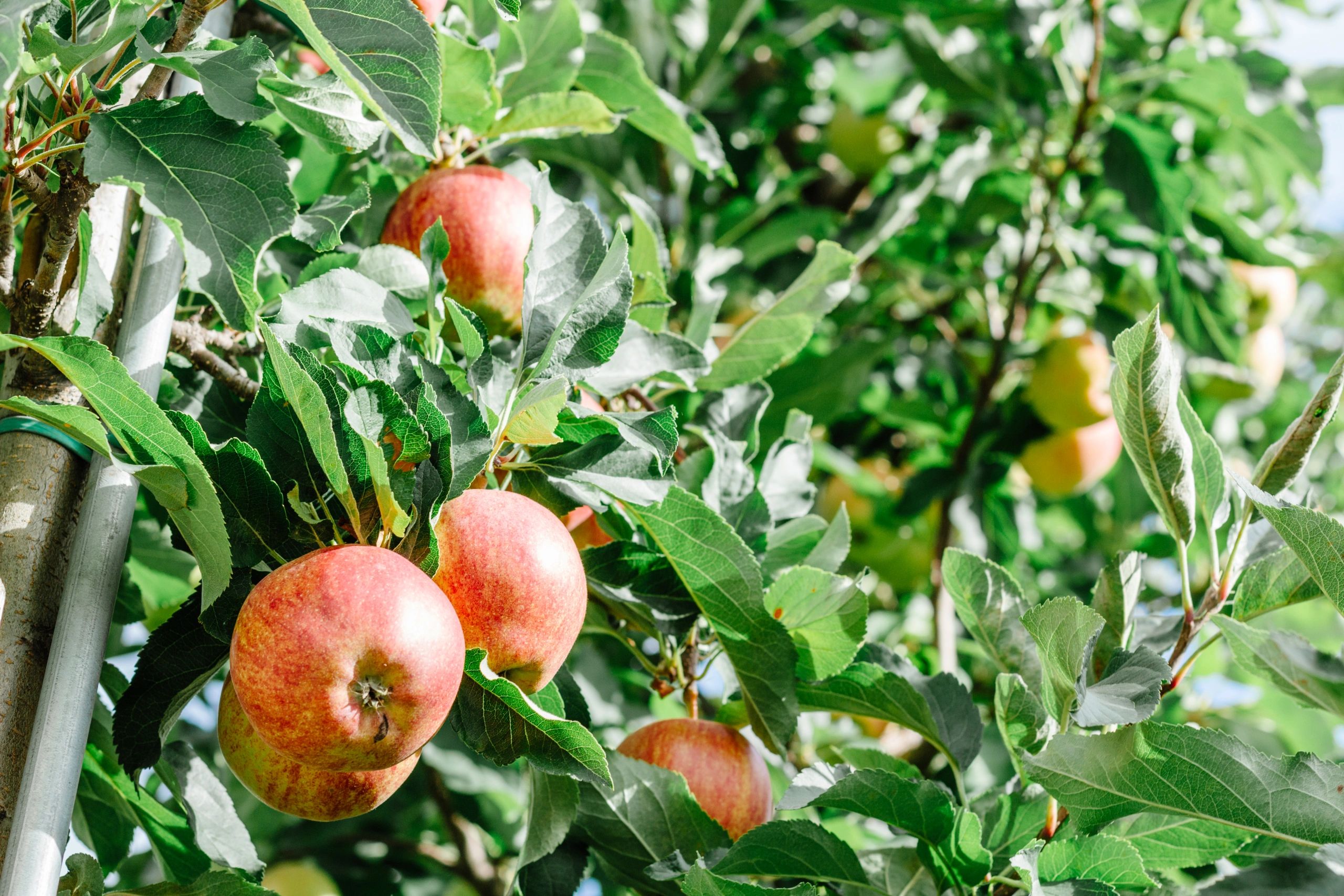 Watson Farms PYO Pick Your Own Produce, Local Farm