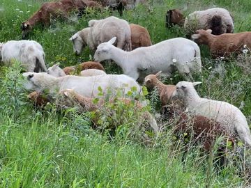 Grass Fed lamb on pasture