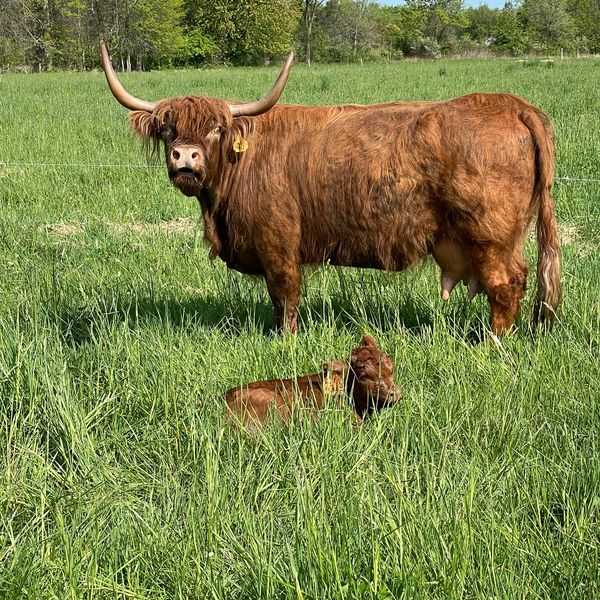 Highland Cattle - The Livestock Conservancy