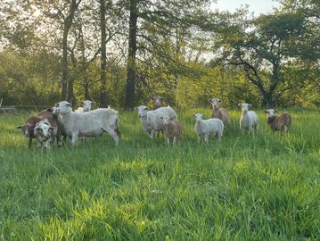 Grass Fed lamb on summertime pasture