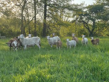 Grass Fed lamb on summertime pasture