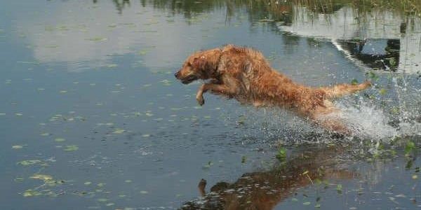Training for an AKC Hunt Test. This girl loved the ater and competing!