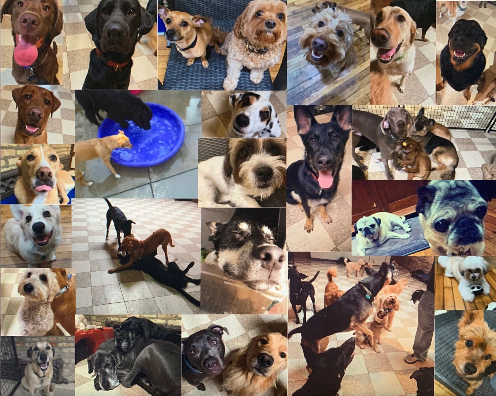 Dogs Day Inn Chicago - Hotel for Dogs, Dog Daycare, Transportation