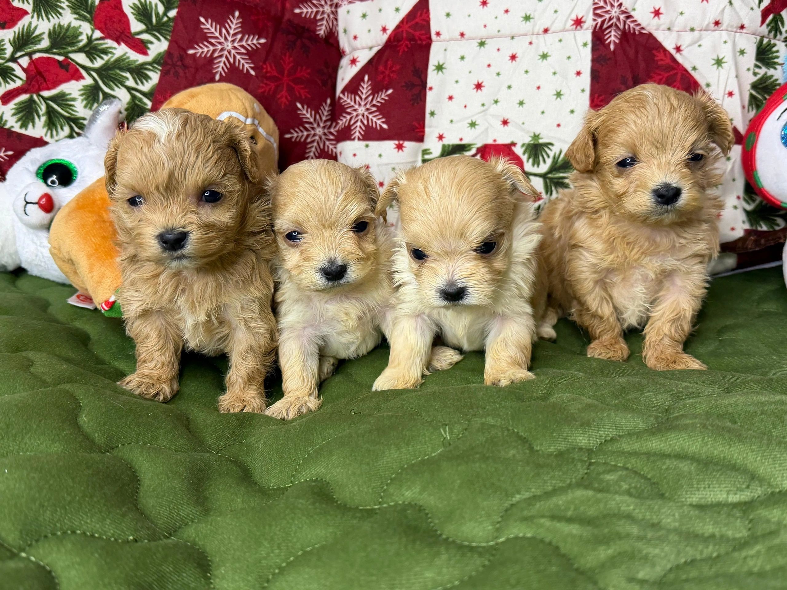 Reserve now with 500 USD. Puppies were born on November 12, 2025, and will be ready to go to their n
