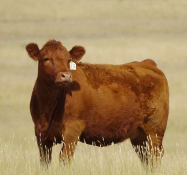 Red Angus, bred heifers, bulls, for sale