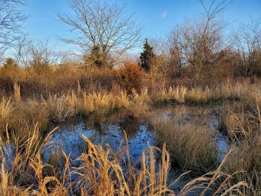 Emergent wetland