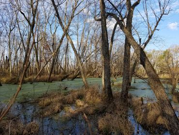 Forested wetland