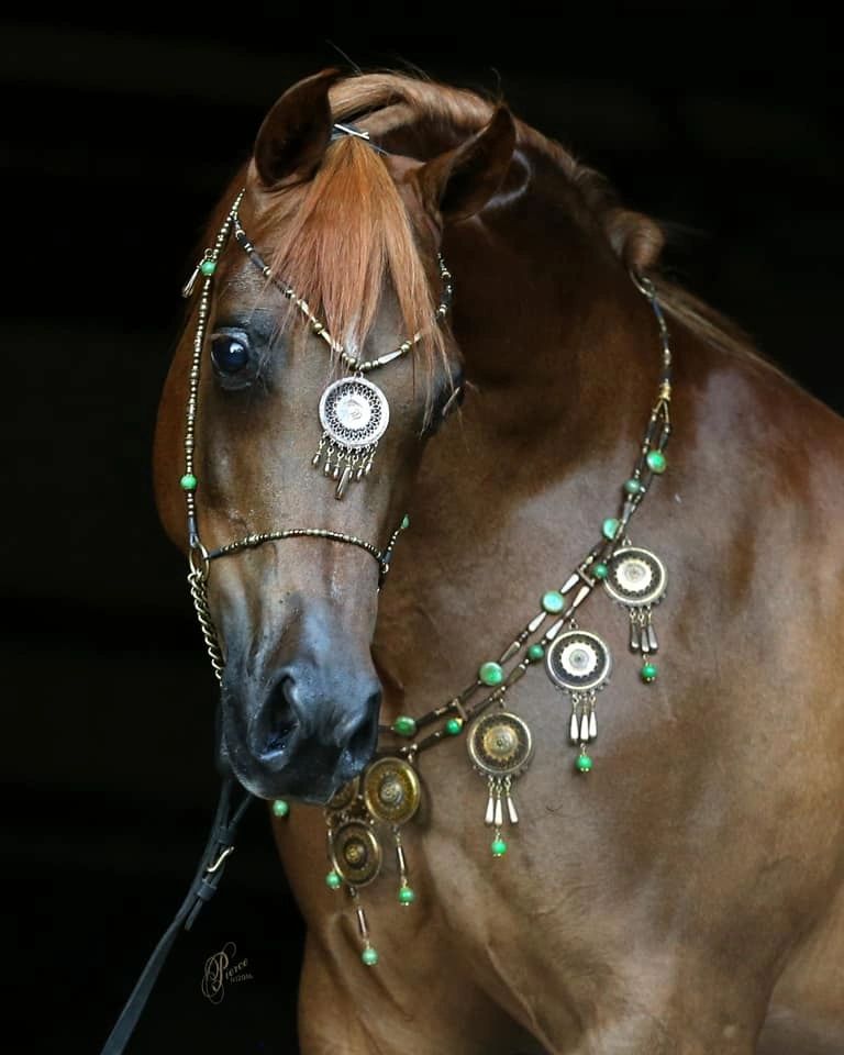 Championship Show Arabian Horse Association Region 4