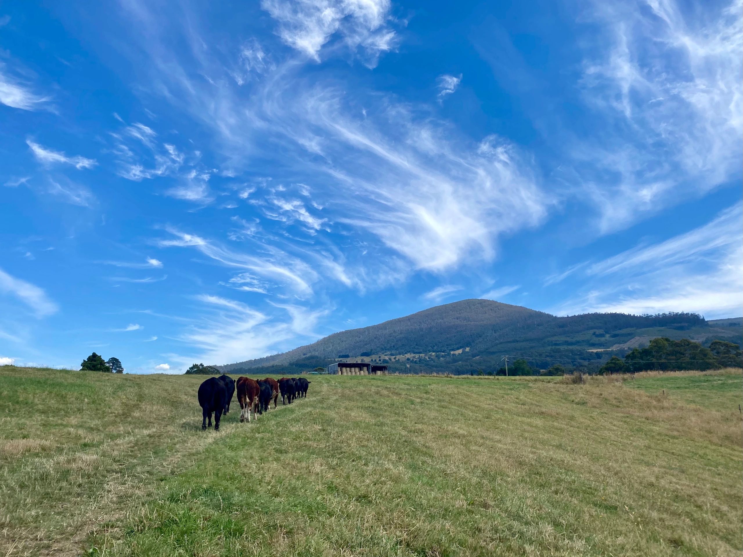 Picturesque Tasmania featuring Black Angus cattle