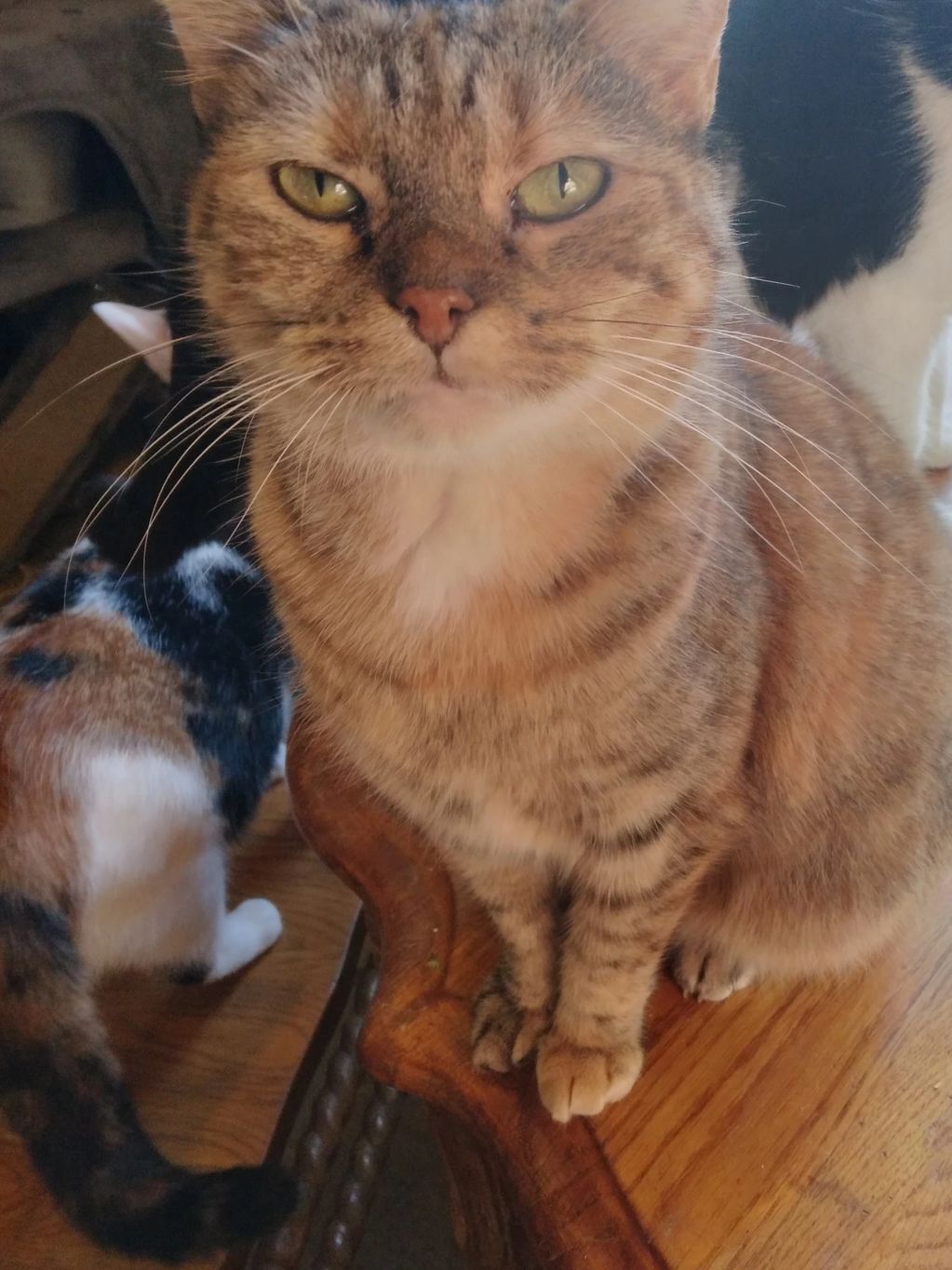 Sadie- a dilute tortie female