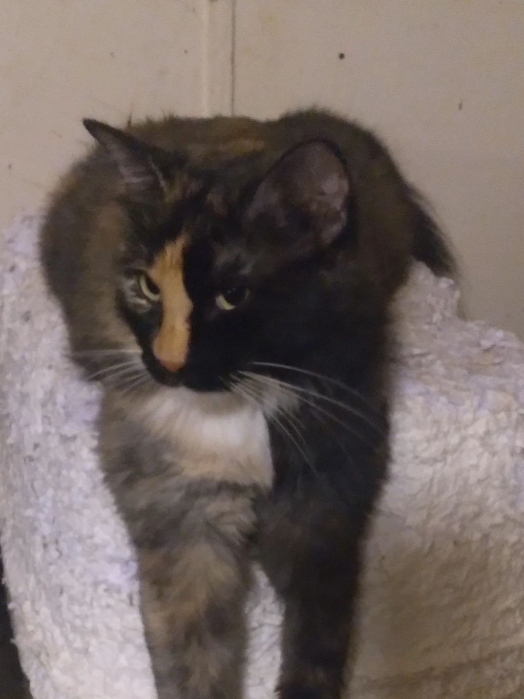 Georgia showing off her "tortitude"