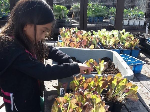 Image of girl planting small plants