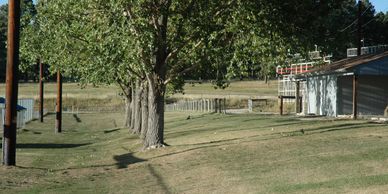 Image of trees in Casey Jones Park