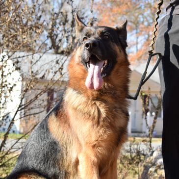  SG Cach Haus Jackson IGP1  

German shepherd stud Male