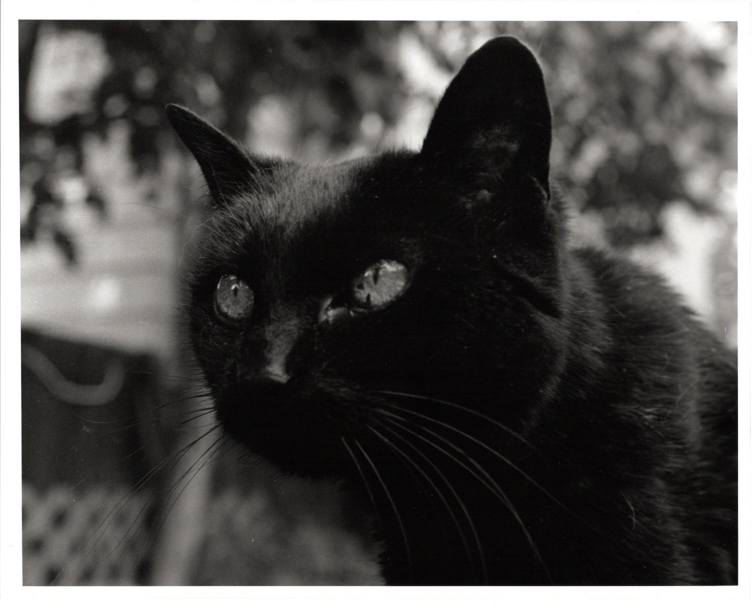 Tiny Baby Kitty - 18.5 years old