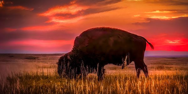 A bison grazing in a field during a vibrant sunset.