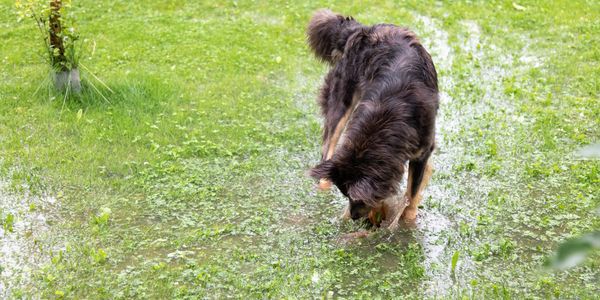 Dog playing in flooded grass