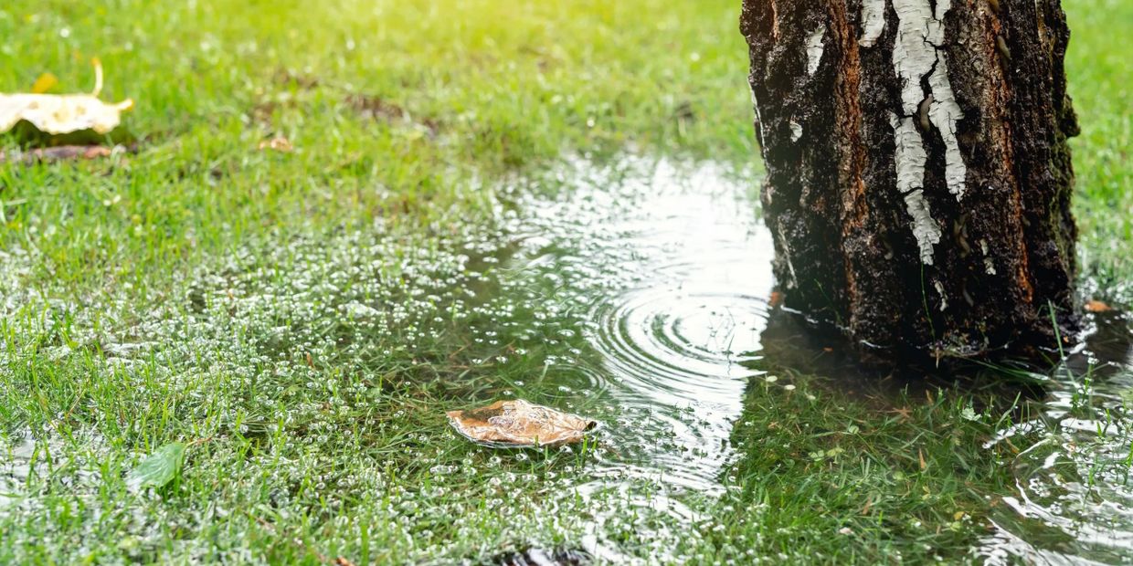 Stormwater around tree