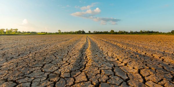 Drought in agricultural field