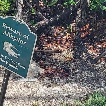 beware of alligator sign