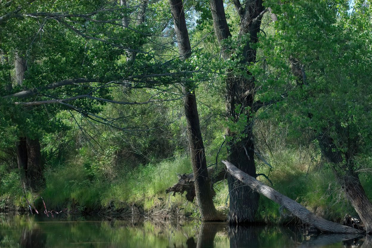 Image from the Dorn Xing