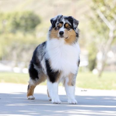 ASCA AKC Registered Australian Shepherd Vinny - Blue Merle Male Australian Shepherd