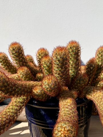 CACTUS