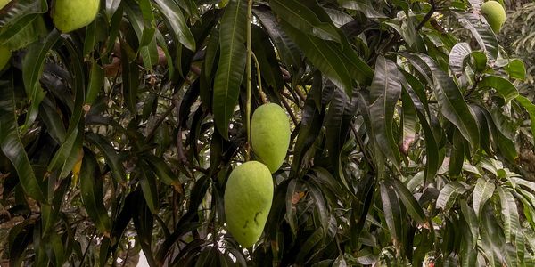 two mangoes hanging on a mango tree