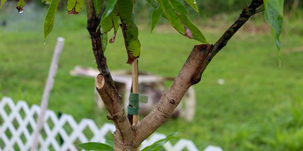 a grafted mango tree; two veneer grafts on a single mango tree