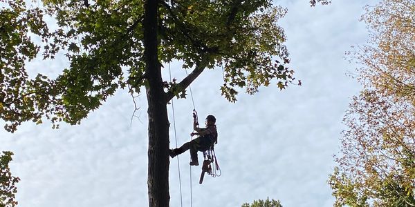 Person climbing a tree using ropes and harness.