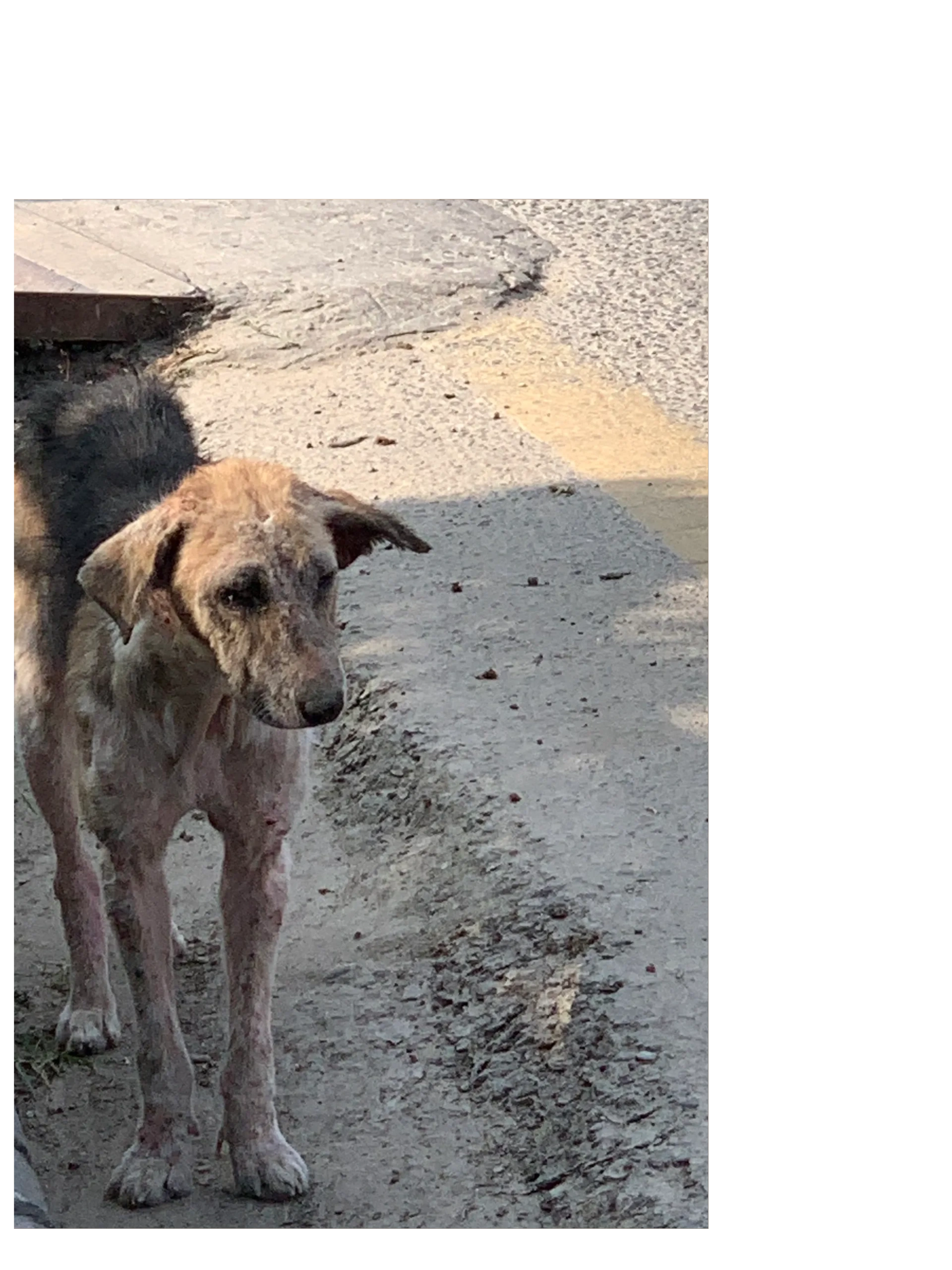 Global Street Dog Resources Global Street Dog Resources