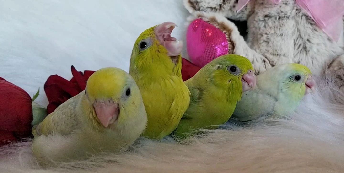 Crazybirdladies Parrotlets Parrotlets For Sale Breeder Parrotlet