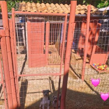 Dois cachorros pequenos em um cercado laranja.