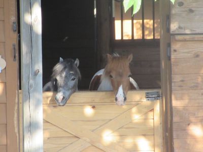 Horse Transportation Ponies
