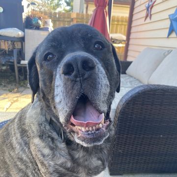 Dog sitting on porch