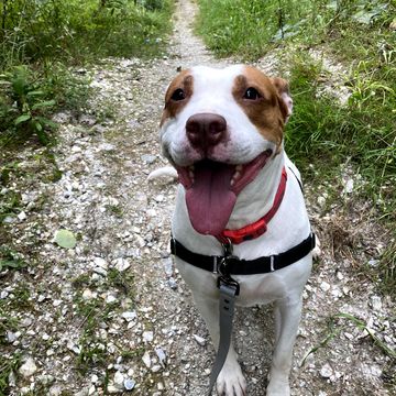 Dog sitting on a trail