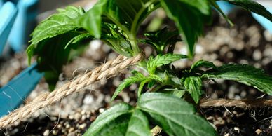 Cannabis plant. Low Stress Training. 