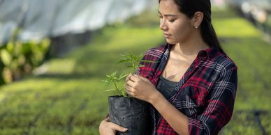Transplanting Cannabis plant. 