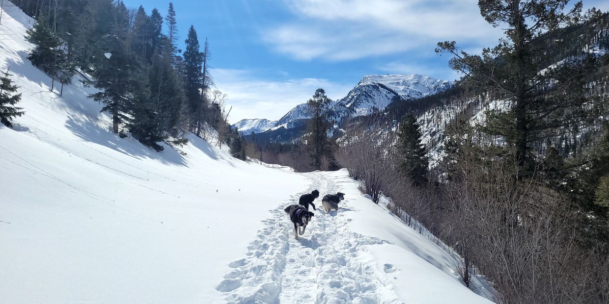 Dogs playing in the snow