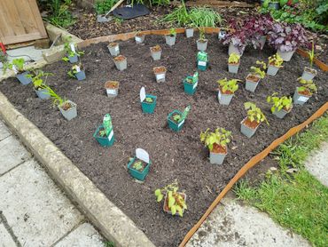 A garden bed with young plants in pots arranged on soil.