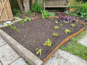 Newly planted garden bed with young plants and fresh soil.