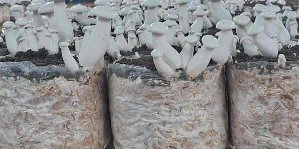Rows of white mushrooms growing in plastic-wrapped soil bags in a farm setting.
