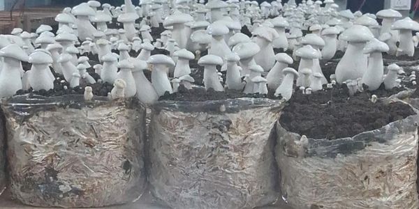 Rows of white mushrooms growing in plastic bags filled with soil.