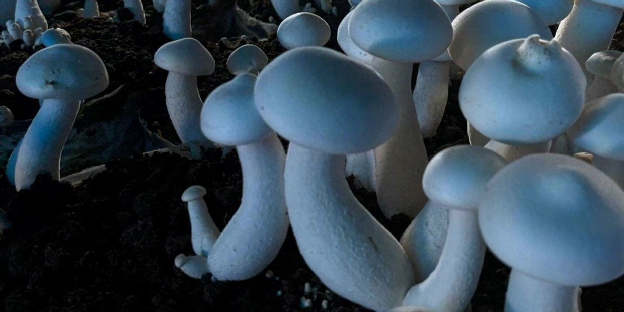 Close-up of white mushrooms growing densely in dark soil.